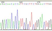 homozygous mutations identified