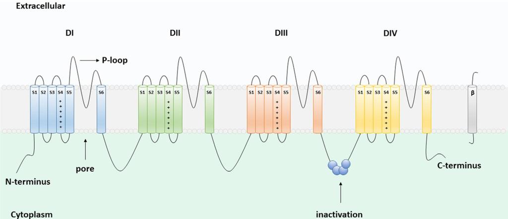 The voltage-gated sodium channel Na v 1.