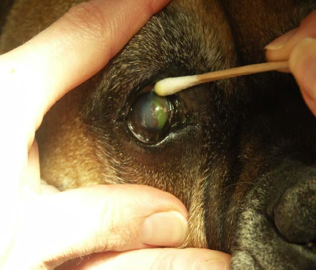 Contact Lensesuse in Veterinary Ophthalmology -Corneal erosions Spontaneous Chronic Corneal Epithelial Defect (SCCED) Post-operative removal