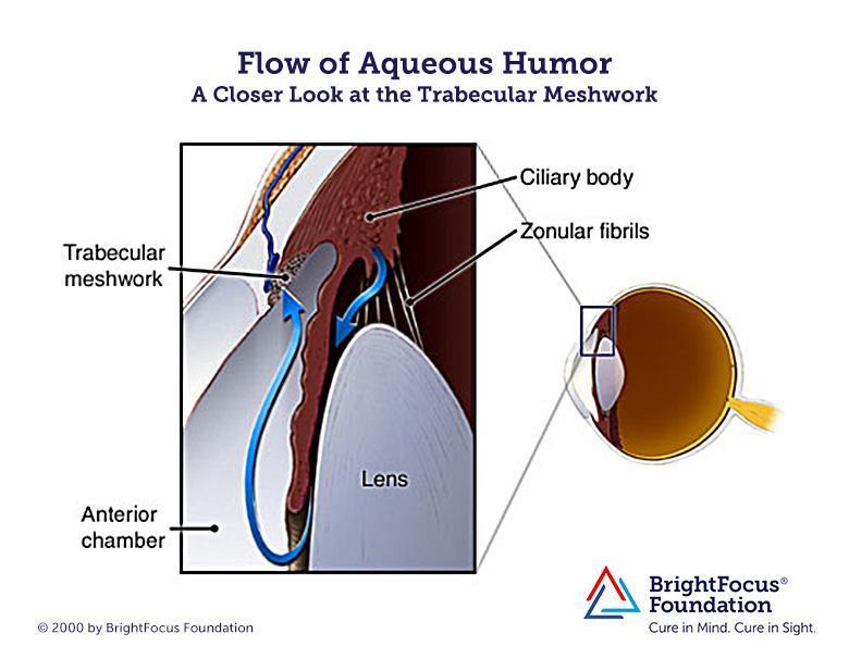 Aqueous humor flows from the ciliary body into the anterior chamber, out through a spongy tissue at the front of