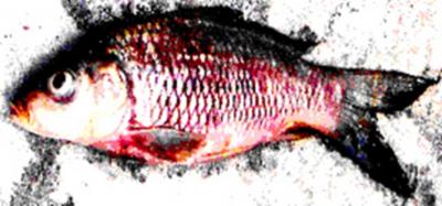 Figure 2 Figure 4 Figure 1: Dead fish with generalized congestion and cyanosis on the body.