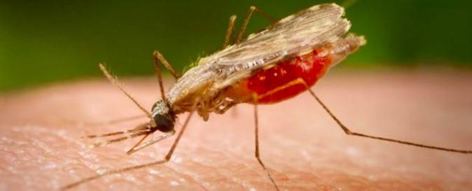 Cerebral Malaria Insights: Pathogenesis, Host Parasite Interactions