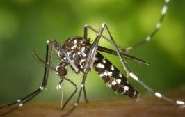 Causes of Urban WNV Epidemics: The Vector The common house mosquito: Culex quinquefasciatus ( quinks ) (Not the rural mosquito: Culex tarsalis)