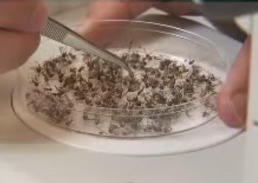Culex quinquefasciatus mosquitoes are separated, counted, and the batch