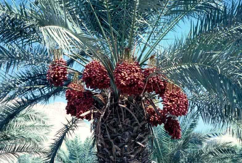 Palm Oil And Its Significance Balanced oil (50%