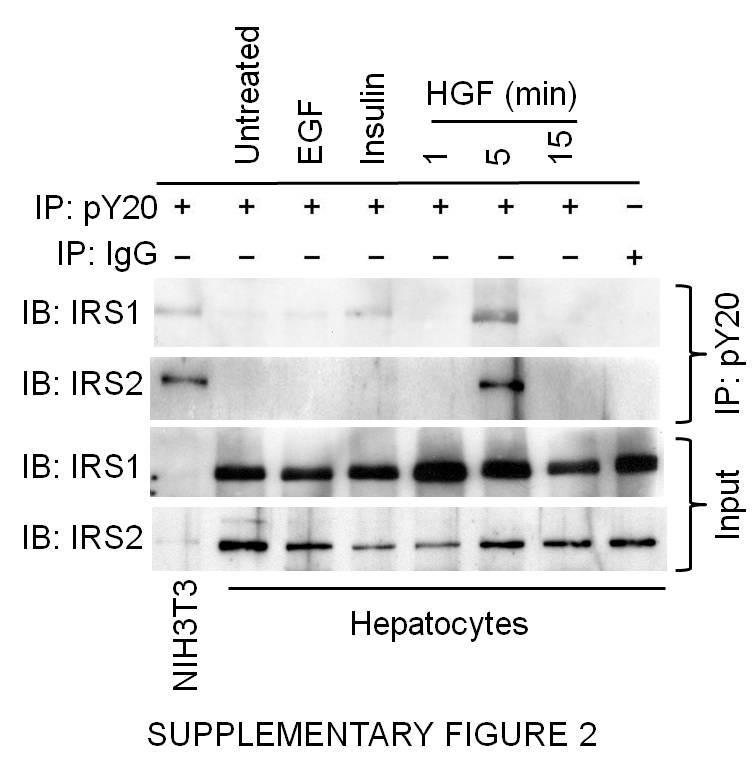 Supplementary Figure 2. Met phosphorylates IRS1 and -2. Hepatocytes were stimulated with EGF (20 ng ml -1 for 5 min.),