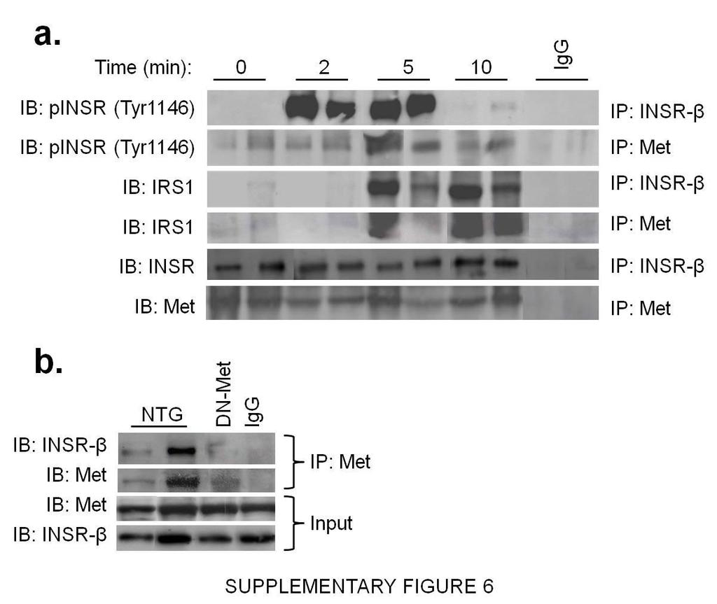 Supplementary Figure 6. Met and INSR and Met and IRS form a complex in the livers of mice. (a) Wild type CD1 mice (n = 2) were fasted overnight and then injected with insulin.