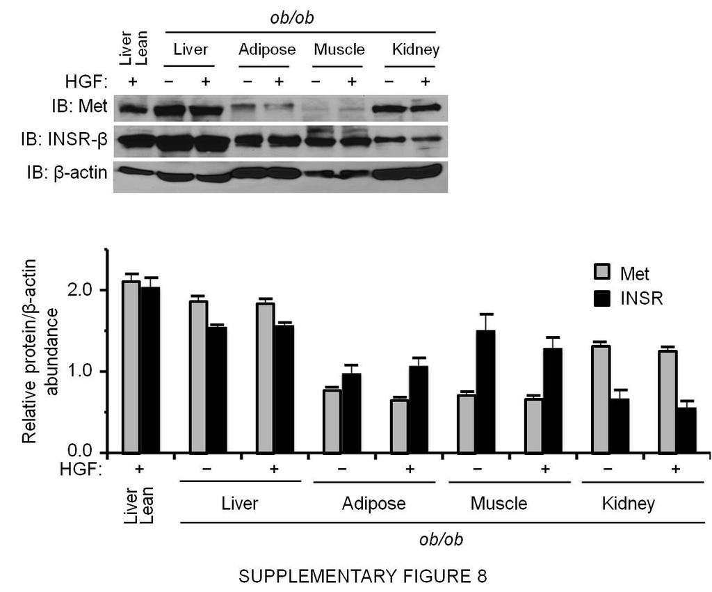 Supplementary Figure 8. Relative abundance of Met and INSR proteins in mouse tissues. Ob/ob mice were injected with HGF or saline control, and 15 min.