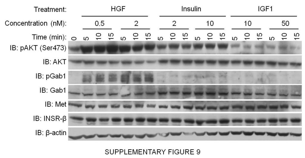 Supplementary Figure 9. HGF is a potent activator of AKT and Gab1 in human hepatocytes.