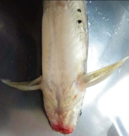 A. lwoffii: emerging pathogen for red head disease in channel catfish I.punctatus 5 Figure 2. Pathological symptoms of the farmed channel catfish suffering from red head disease.
