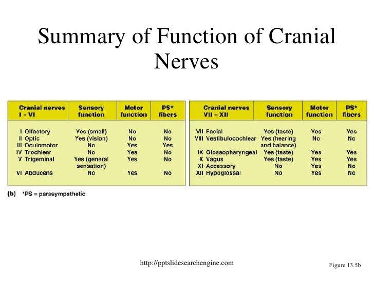 Cranial Nerves 12 pairs Referred to both by a name and number Some