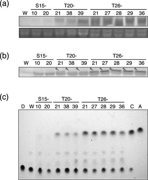 Detection of in vitro trichothecene 3-O-3