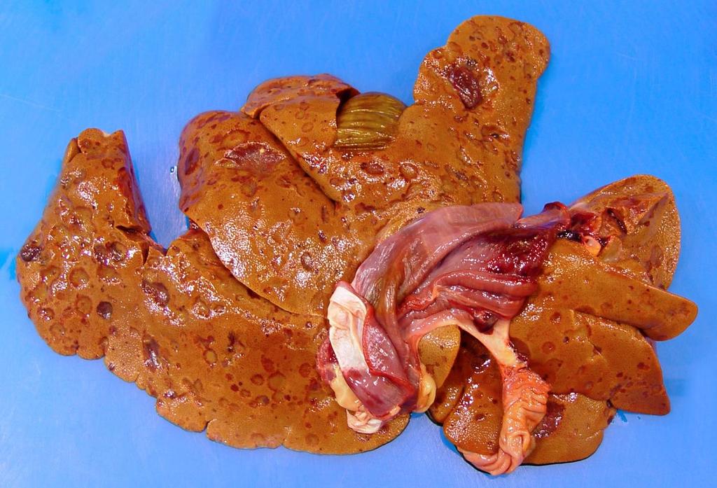 the lung Other organs typically involved Spleen