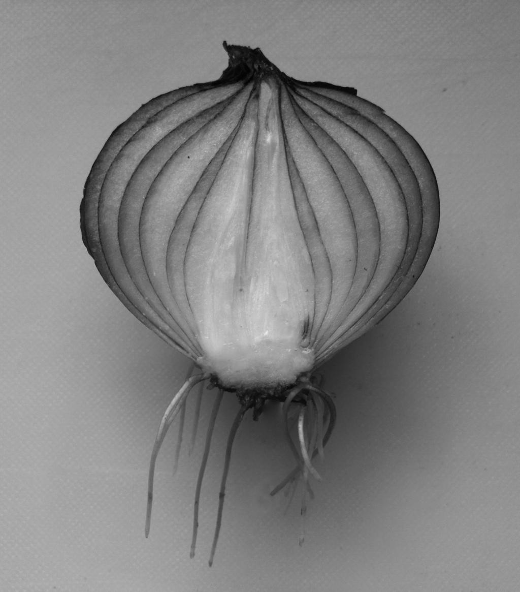 6 2 Fig. 2.1 shows an onion