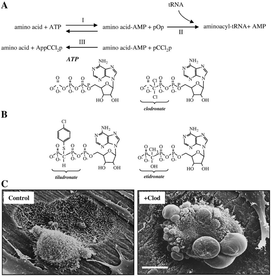 36 M.J. Rogers et al. / Bone 49 (2011) 34 41 Fig. 2. (A) The formation of AppCp-type metabolites of bisphosphonates is catalysed by aminoacyl-trna synthetases.