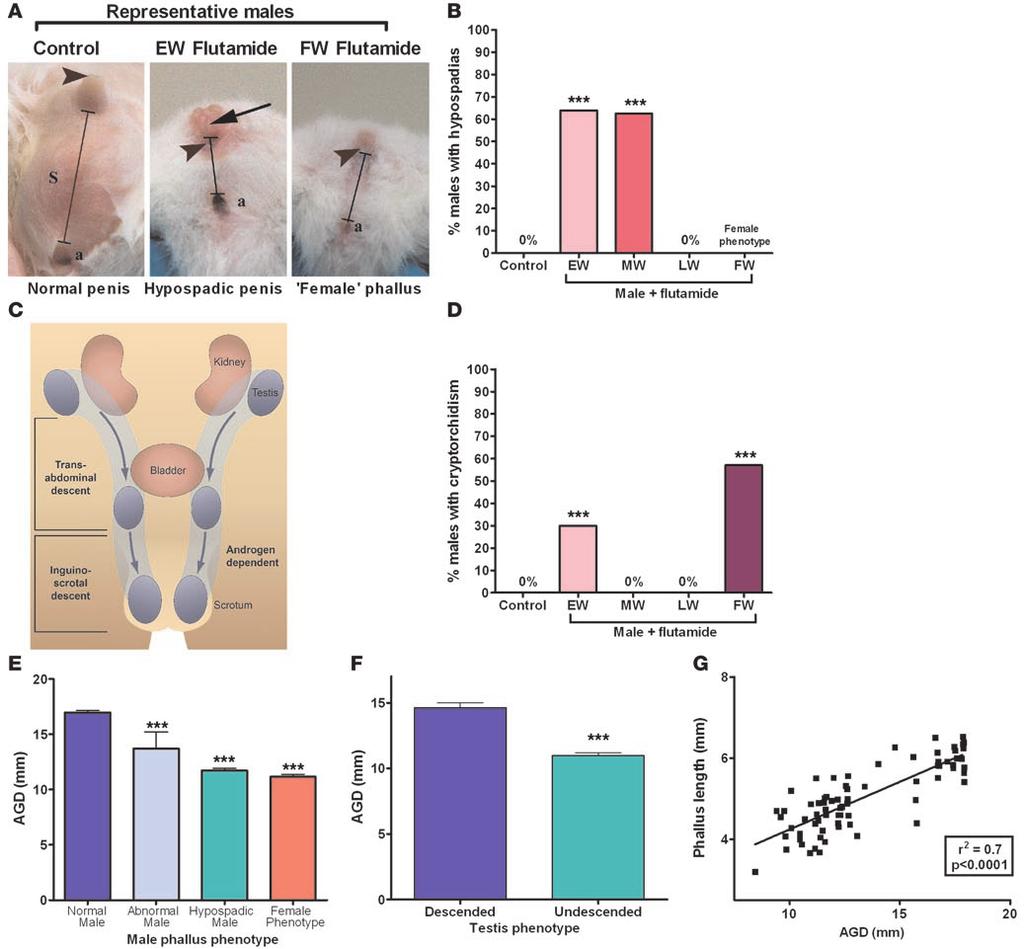 Figure 2 Reproductive congenital abnormalities can only be induced by impaired androgen action in the early programming window. Male rats exposed in utero to flutamide in EW (E15.5 E17.5), MW (E17.