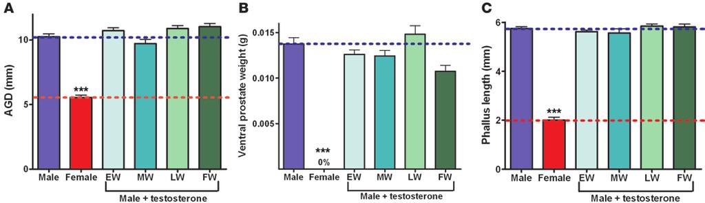 Figure 5 Exposure to exogenous testosterone in utero cannot advance or enhance development of the reproductive tract tissues in the male.