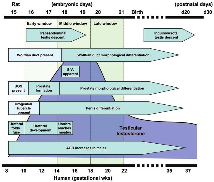 Figure 7 Schematic diagram illustrating the timing of male reproductive tract development in humans and rats in relation to testicular testosterone production/levels; timings are based on data in the