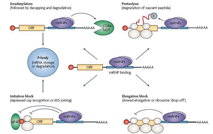 micrornas have been implicated in many mechanisms of gene regulation 1. Translation repression 2. mrna cleavage 3. mrna deadenylation 4.