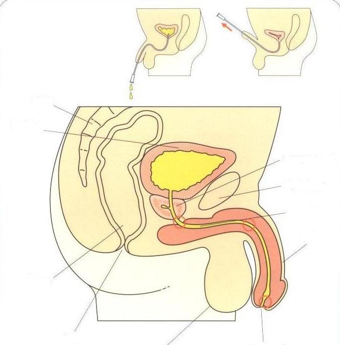 A cross section of the male anatomy Spine Bladder Prostate gland Pelvic bone urethra Penis Rectum Anus Scrotum Opening of urethra In men, the