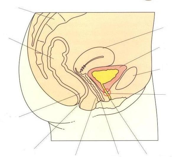 Vagina Opening of urethra In women, the urethra is 3-4cm long.
