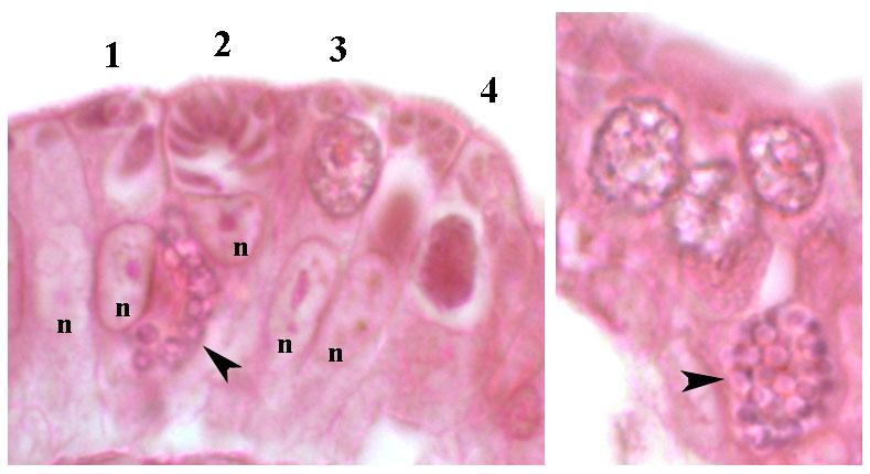 Note that the parasite lies between the host cell nucleus (n) and the luminal surface of the epithelial cell. Cell #1 is infected with 2 trophozoites.