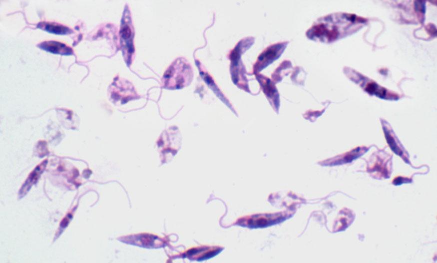 Leishmania Promastigotes Promastigotes of Leishmania derived from in vitro culture. Promastigotes are found within the gut of the sandfly vector.