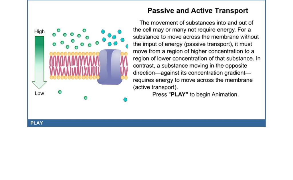 Movement Across the Plasma Membrane