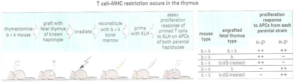 Figure-4 Host mice (F1[H-2 b xh-2 k ]) were thymectomized, then engrafted with 14-day fetal thymuses of various genotypes.