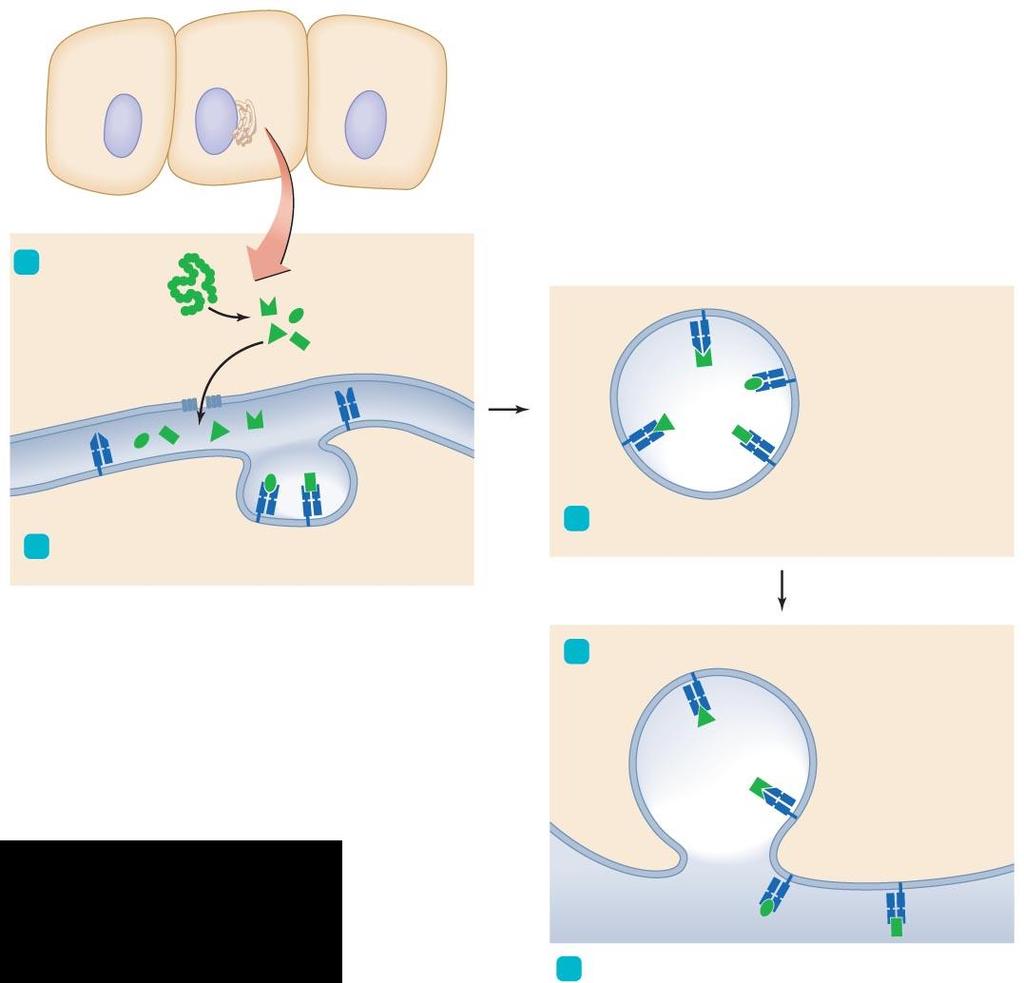 Figure 16.12 The processing of T-dependent endogenous antigens. by all cells 1 Polypeptide is catabolized.