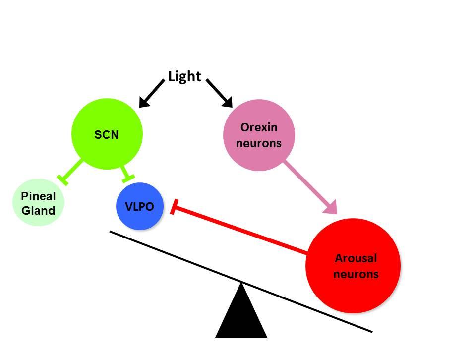 Light activates the SCN which inhibits the VLPO and prevents the pineal gland from secreting the hormone melatonin.