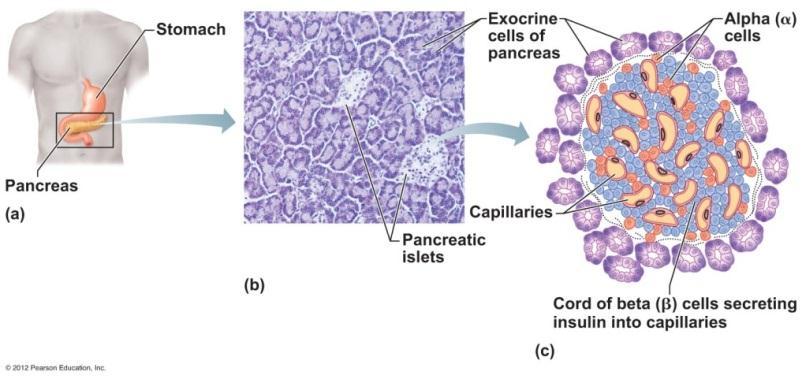 Pancreas Exocrine and endocrine gland Endocrine gland resides in Islets of Langerhans Beta cells secrete insulin which