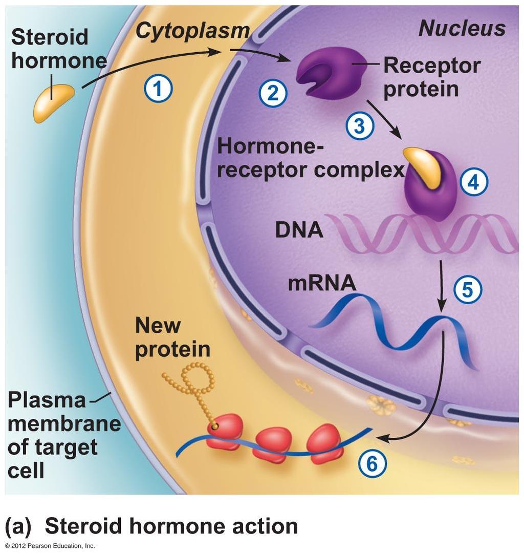 Hormone Action (Direct) Lipid soluble Receptors are in nucleus