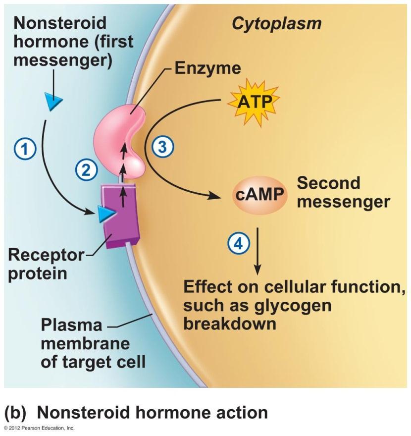 Hormone Action (Indirect) Receptors on plasma membrane