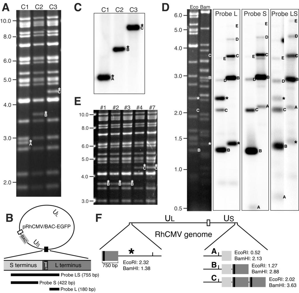VOL. 77, 2003 SELF-EXCISABLE FULL-LENGTH RhCMV BAC 5077 Downloaded from http://jvi.asm.org/ FIG. 3. Restriction and DNA blot analyses of RhCMV genomic DNA and BAC plasmids.