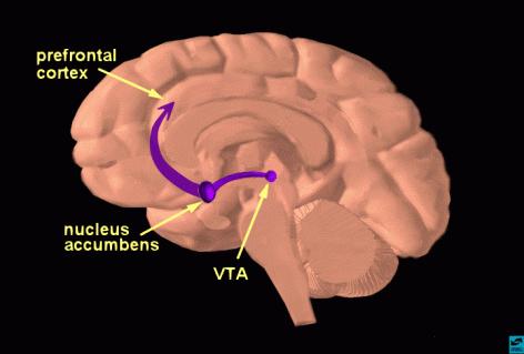 The Brain s Reward Pathway Parts of brain responsible for certain tasks Reward pathways are activated when a person receives stimulus to induce pleasure Ventral tegmental area,