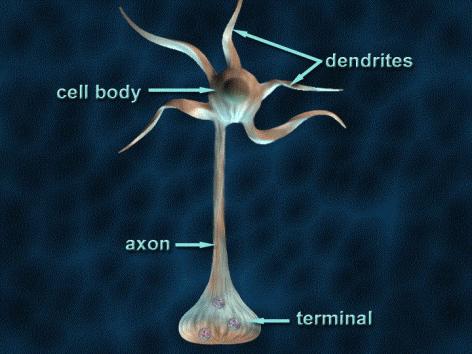 Nervous System: Neuron Basic unit = neuron Dendrites receive electrical information Soma/cell body processes electrical information
