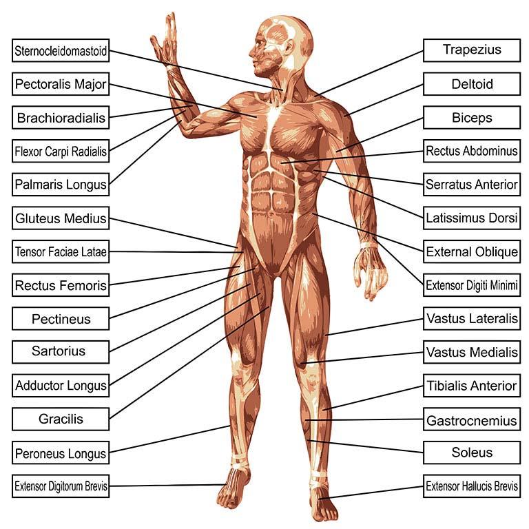 muscles on the non tabbed graphic. Try to use of system of study, memorize, cover then see how many muscles you can remember.