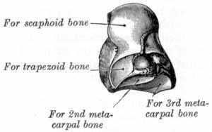 Capitate (Latin= Head) It is the largest carpal bone,