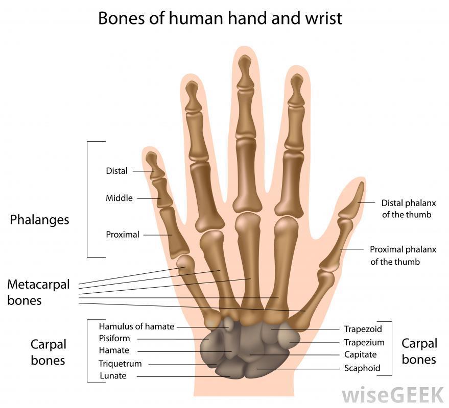 Proximal phalanges They are closest to the main part of the hand or foot and articulate with the metacarpals of the hand or metatarsals of the foot.