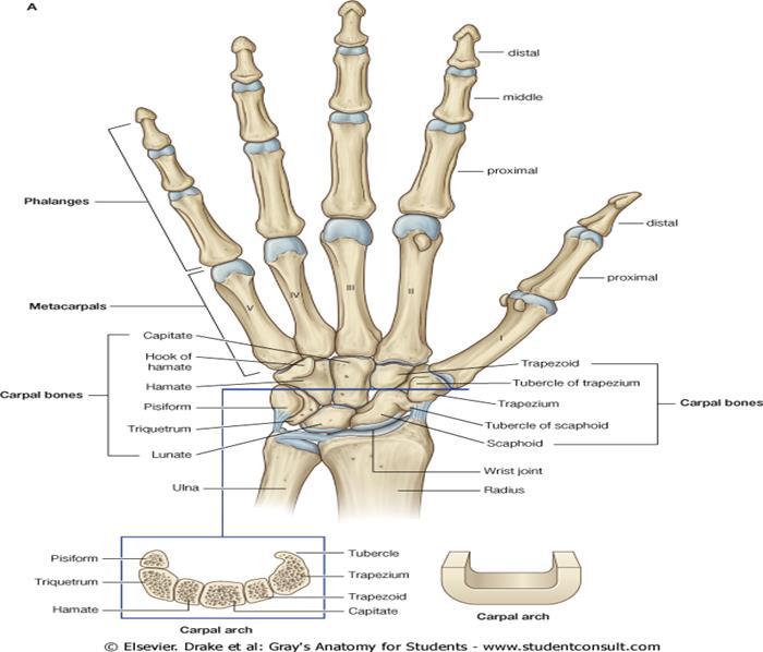 HAND Distal to wrist joint Divided into three parts: Carpus Metacarpus Digits