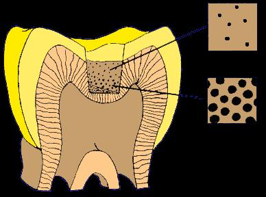 Pulpo-Dentine Complex Udo M.