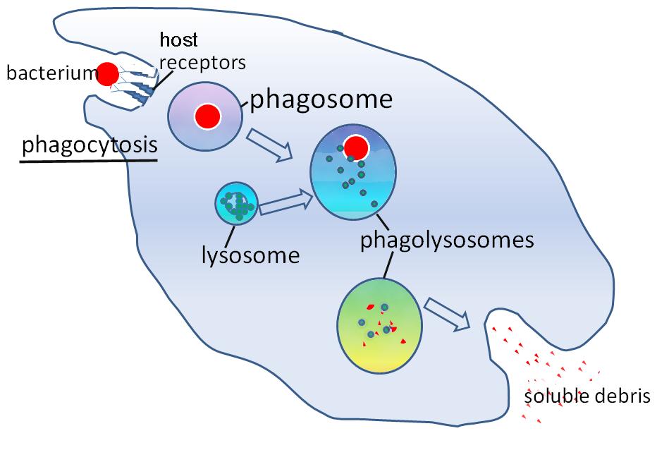 DEFINITIONS OF TERMS Lysosome membrane vesicle found in most animal cells. It contains enzymes that can digest down all kind of biomolecules such as proteins and sugars.