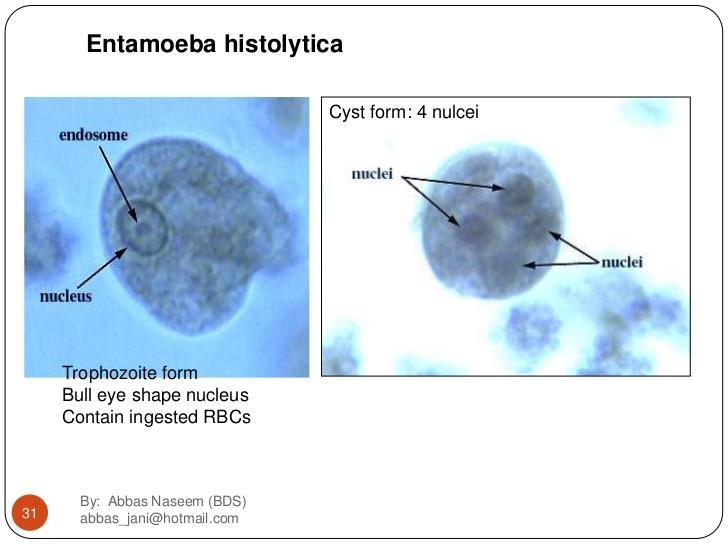 Cyst and Trophozoite of Entamoeba histolytica under the microscope Transmission occurs in several ways: 1) by ingesting cysts - contaminated