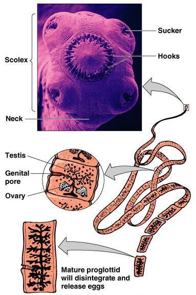 Cestodes - Tapeworms Tapeworm parts: Scolex head with attachment
