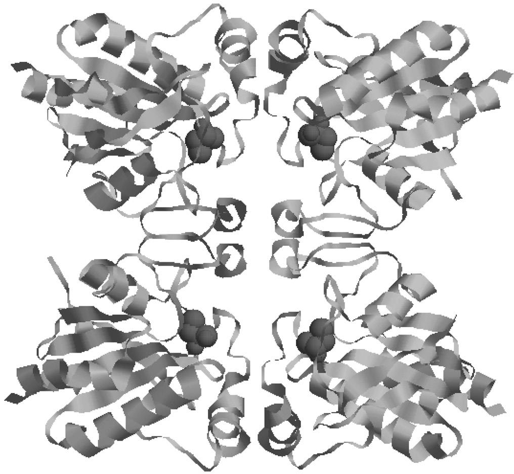 366 Fig. 3. The structure of the GPx1 based on PDB F8A, the active site SeCys is highlighted by globular rendering. peroxides. And the SeCys of the active site is at the No.