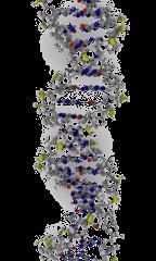 Lysosomes Name 4