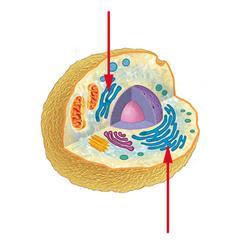 Organelles Name the