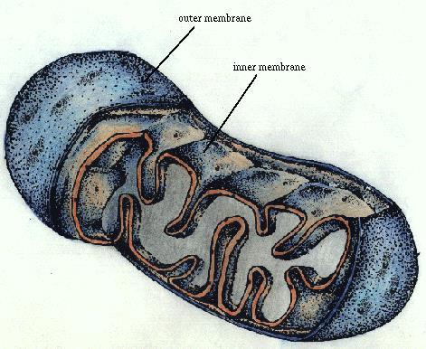 Mitochondria Powerhouse of the cell Converts