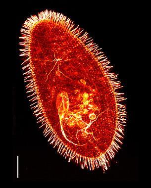 Flagella: move cells